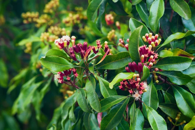 Boccioli di Syzygium aromaticum