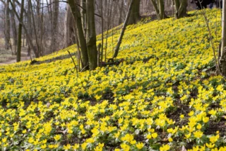 Eranthis hyemalis