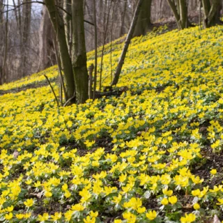 Eranthis hyemalis