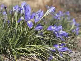 Iris unguicularis