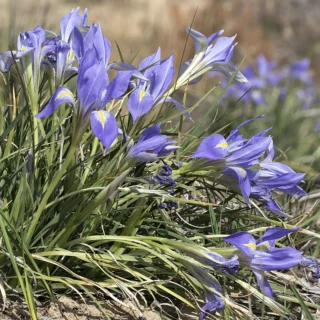 Iris unguicularis