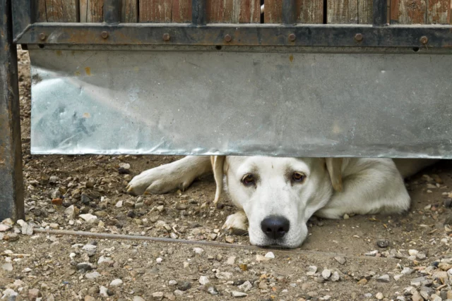 Il cane in giardino