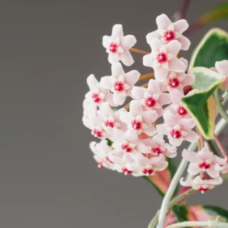 Hoya carnosa