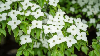 Cornus kousa