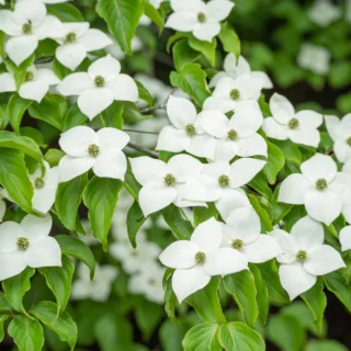 Cornus kousa