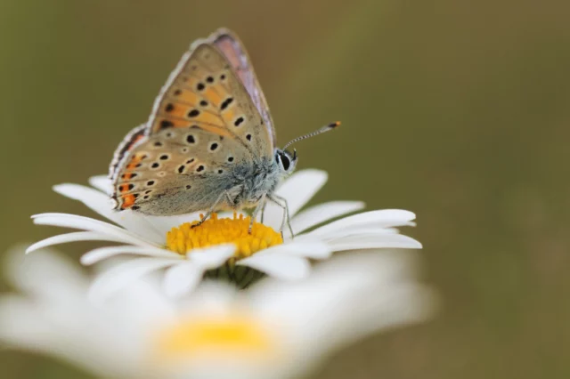 Farfalla su un fiore