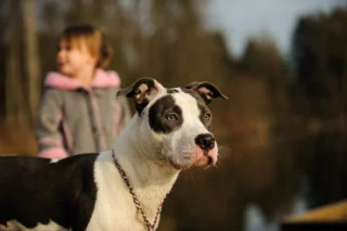 American Pit Bull Terrier