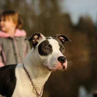 American Pit Bull Terrier