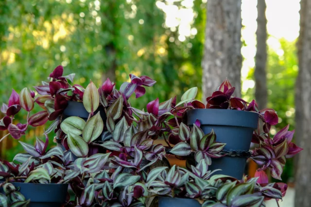 Portamento di Tradescantia zebrina