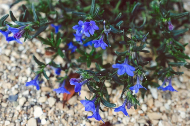 Fiori blu Glandora diffusa