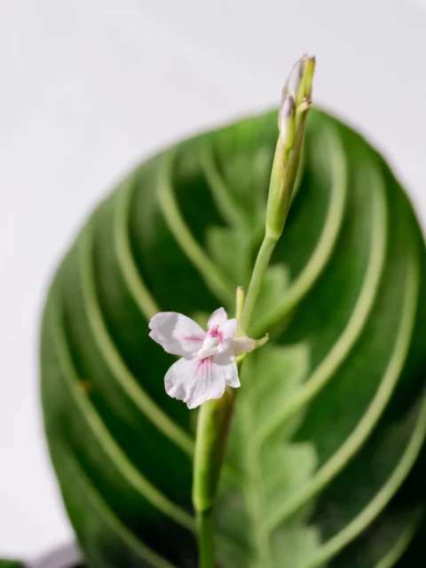 Fiore di Maranta leuconera