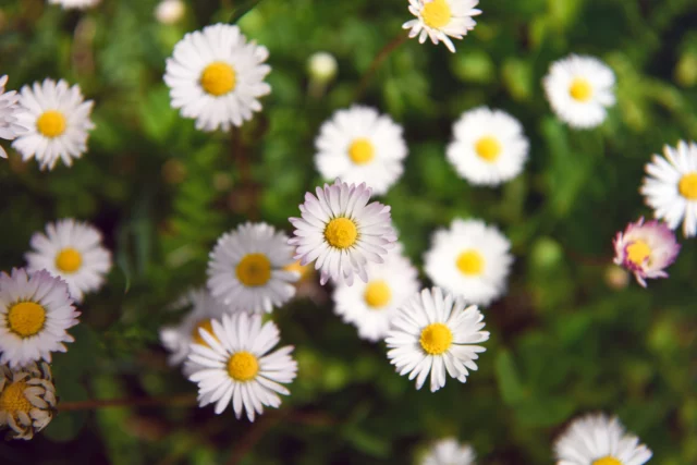 Bellis perennis