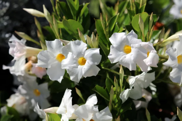 Rampicanti con fiori bianchi