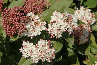 Viburnum tinus 'Lisa Rose'