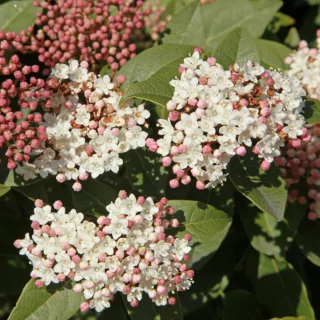 Viburnum tinus 'Lisa Rose'