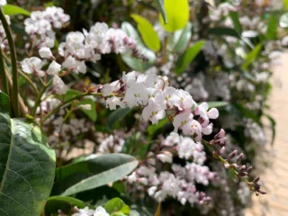 Hardenbergia violacea f. alba