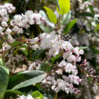 Hardenbergia violacea f. alba