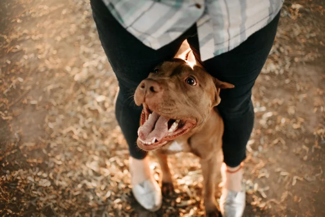  American Pit Bull Terrier felice