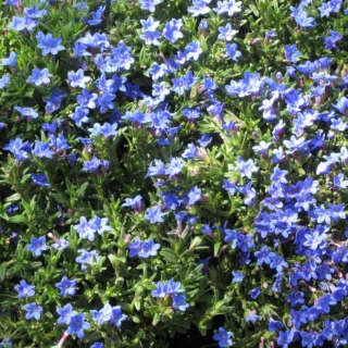 Lithodora diffusa