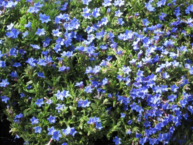 Lithodora diffusa