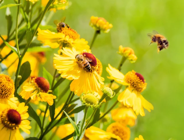 Fiori di campo: Helenium