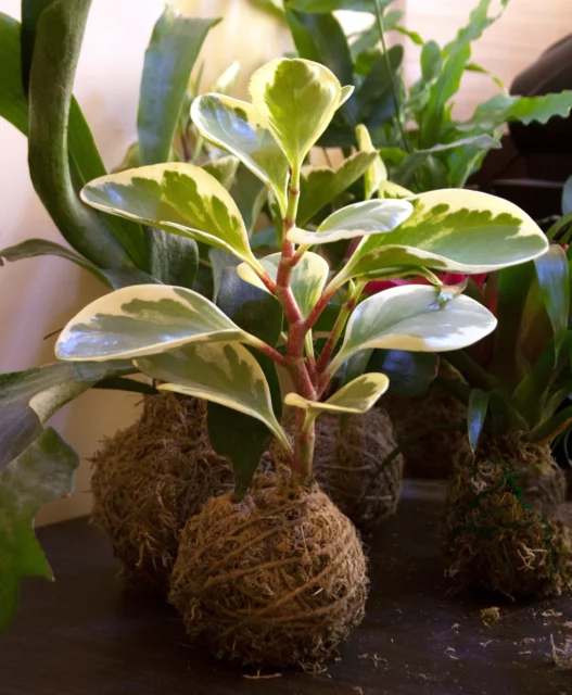 Kokedama Peperomia obtusifolia 'Variegata' 