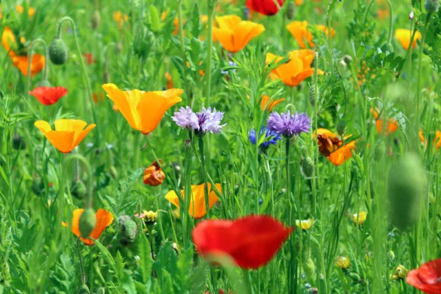 Fiori di campo