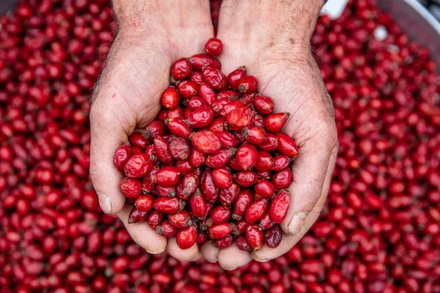 Benefici della Rosa canina