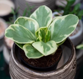 Peperomia obtusifolia 'Variegata'