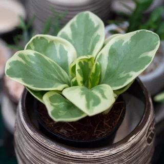 Peperomia obtusifolia 'Variegata'