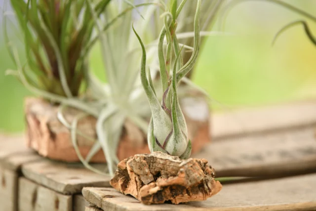  tillandsia pianta