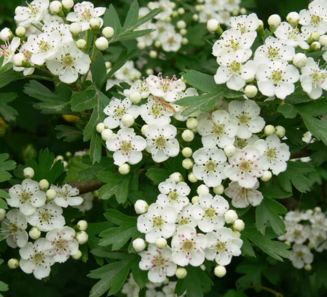 Fiori di biancospino benefici