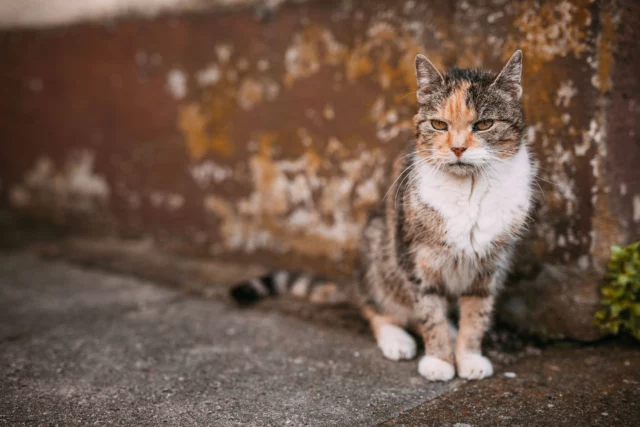 gatto in casa