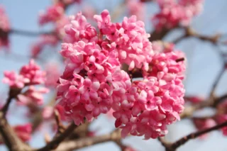 Viburnum x bodnantense 'Dawn'