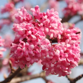 Viburnum x bodnantense 'Dawn'