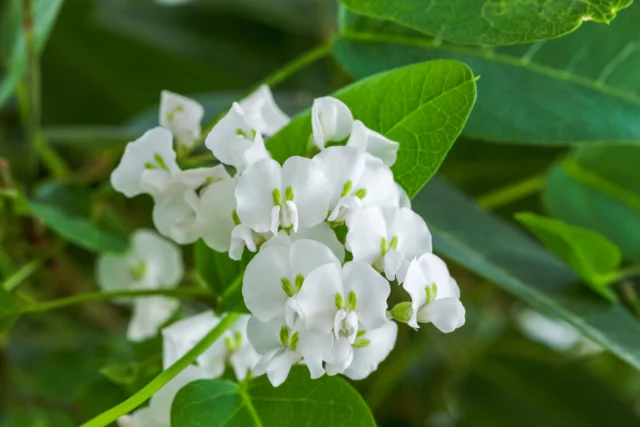  Rampicanti con fiori bianchi