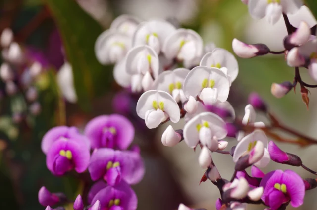 Hardenbergia violacea f. alba