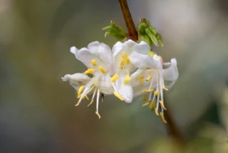 Lonicera x purpusii ‘Winter Beauty’