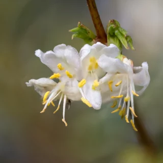 Lonicera x purpusii ‘Winter Beauty’