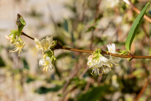 Lonicera x purpusii âWinter Beautyâ