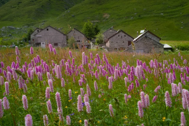 Fiori di campo: Bistorta officinalis