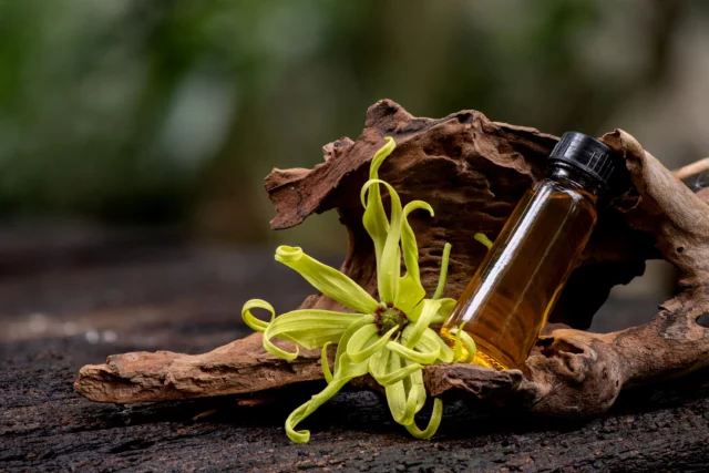 Olio di ylang-ylang