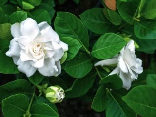 Gardenia jasminoides