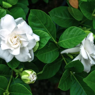 Gardenia jasminoides