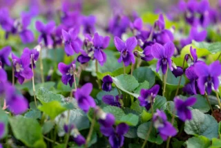 Viola mammola Viola odorata violetta