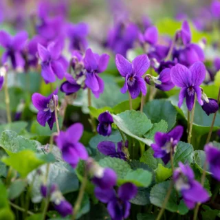 Viola mammola Viola odorata violetta