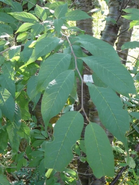 Le foglie di Prunus serrula