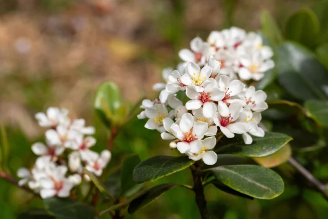 Rhaphiolepis umbellata