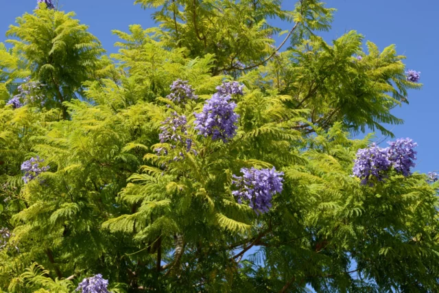 Jacaranda mimosifolia