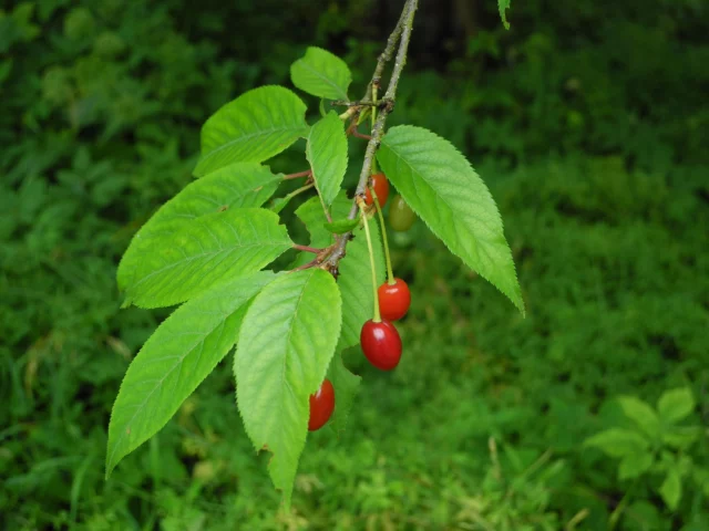 Foglie e frutti